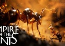 Empire of the Ants Free Download Empire of the Ants Free Download