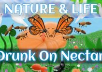 Nature And Life – Drunk On Nectar Free Download Nature And Life – Drunk On Nectar Free Download